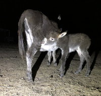 Donkey Tales Farm Cottages - Hotel WA