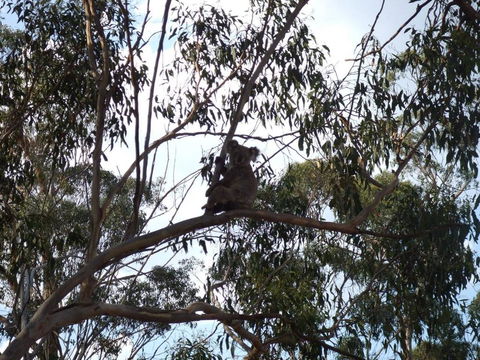 Escape To The Country - Enjoy The Firepit Or Explore Magical Bunya Mountains - Hotel WA 0