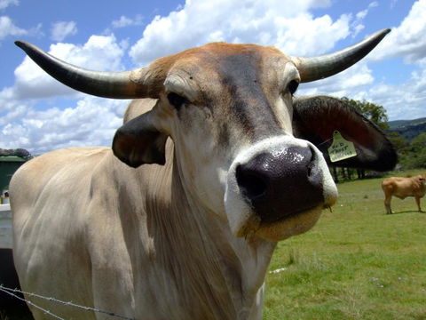 Escape To The Country - Enjoy The Firepit Or Explore Magical Bunya Mountains - Hotel WA 2