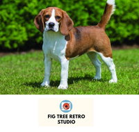 Fig Tree Retro Studio - Hotel WA