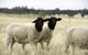 Gilgraves Vineyard Farmstay - thumb 3