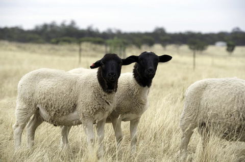 Gilgraves Vineyard Farmstay - Hotel WA 3