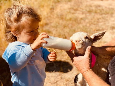 Glenview Alpaca Farm - Hotel WA 1