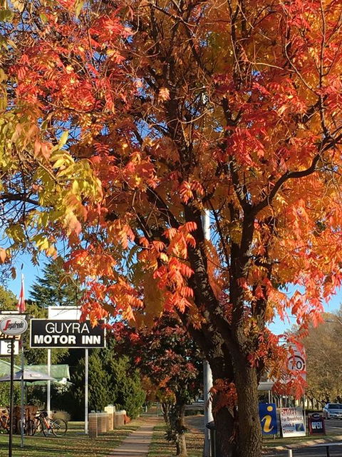 Guyra Motor Inn - Hotel WA 3