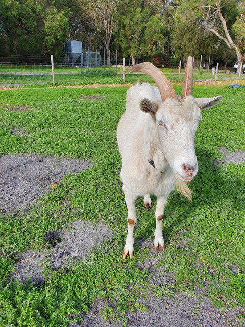 Kerriley Park FarmStay - Hotel WA 2