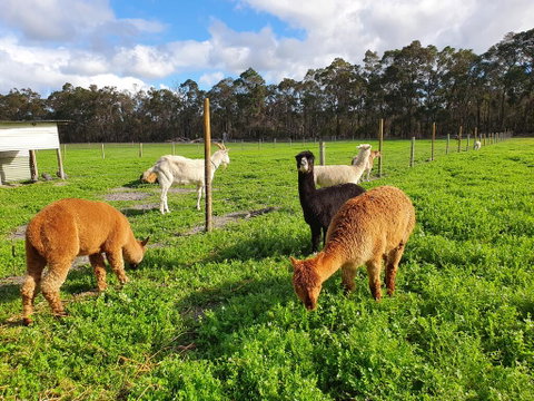 Kerriley Park FarmStay - Hotel WA 3