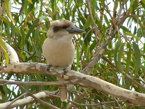Kookaburra Nest - Hotel WA 0