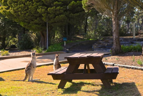 Leura Lodge At Mt Victoria - Hotel WA 2