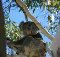 Levi Park Caravan Park - Hotel WA