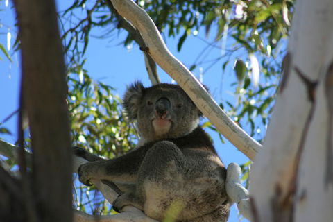 Levi Park Caravan Park - Hotel WA 0