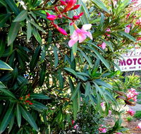 Mercury motor inn - Hotel WA