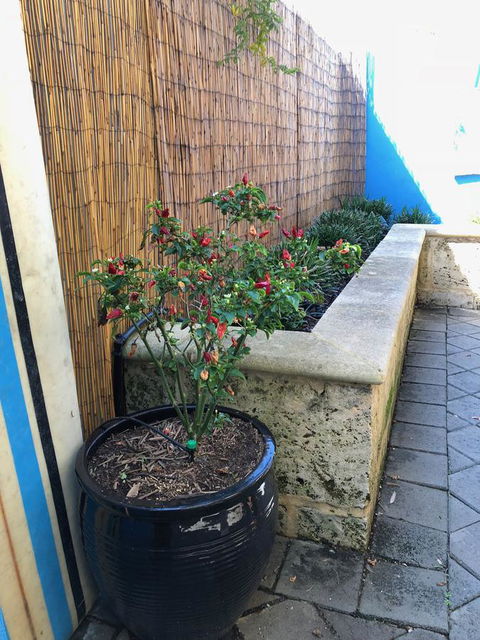 BeachHideaway@Scarborough - Hotel WA 33
