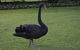 Midgard Cottage - Great Location & Close To Airport - thumb 41