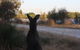 Midgard Cottage - Great Location & Close To Airport - thumb 37