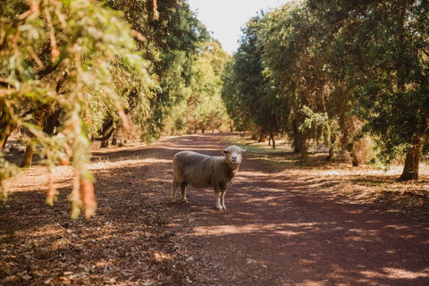 Margaret River Holiday Cottages - Hotel WA 21