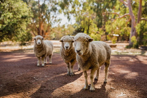 Margaret River Holiday Cottages - Hotel WA 15