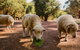 Margaret River Holiday Cottages - thumb 26