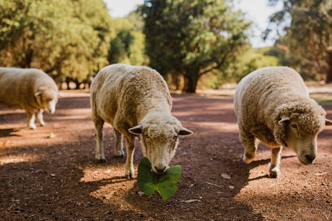 Margaret River Holiday Cottages - Hotel WA 26