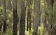 Margarets Forest - thumb 36