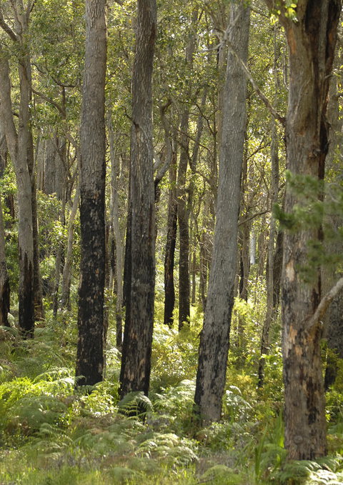 Margarets Forest - Hotel WA 36