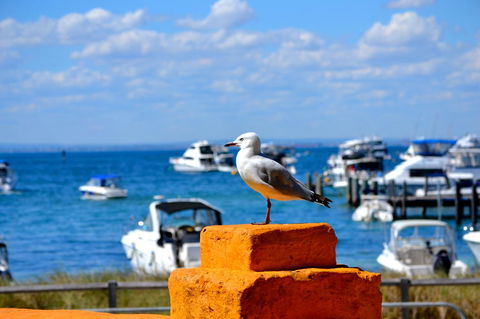 Palms Bed & Breakfast - Hotel WA 25