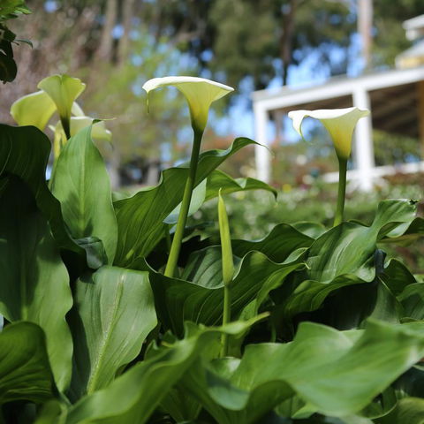 Two Sisters Chalets - Hotel WA 32