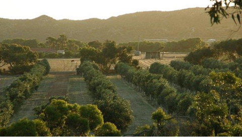 Bentwood Olive Grove Accommodation - Hotel WA 24