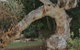 Bentwood Olive Grove Accommodation - thumb 22