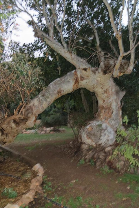 Bentwood Olive Grove Accommodation - Hotel WA 22