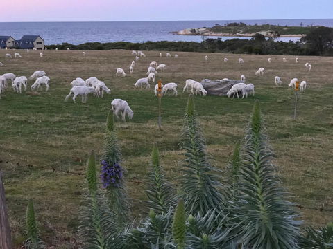Beachend Bicheno - Hotel WA 22