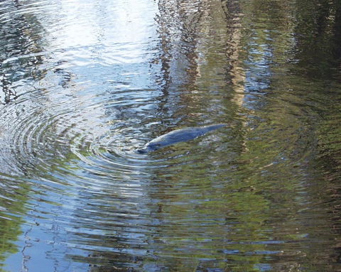 Platypus Park Country Retreat - Hotel WA 32