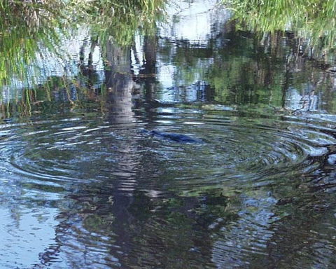 Platypus Park Country Retreat - Hotel WA 33
