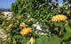 Garden By The Beach - Gateway To The East Coast, Close To Airport - thumb 25