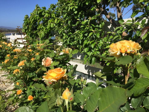 Garden By The Beach - Gateway To The East Coast, Close To Airport - Hotel WA 25
