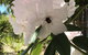 Garden By The Beach - Gateway To The East Coast, Close To Airport - thumb 14