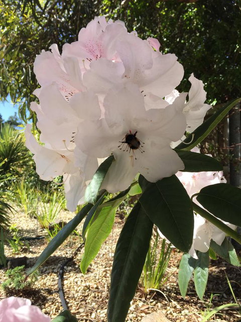 Garden By The Beach - Gateway To The East Coast, Close To Airport - Hotel WA 14
