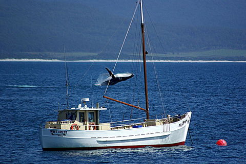 Suntrap Cove Bicheno - Hotel WA 27