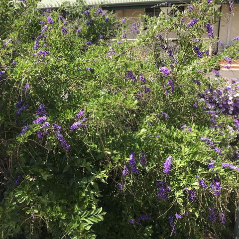 Oasis Motel - Hotel WA 3
