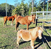 Paskins Farm - Hotel WA