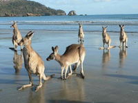 Book Seaforth Accommodation Vacations Hotel WA Hotel WA