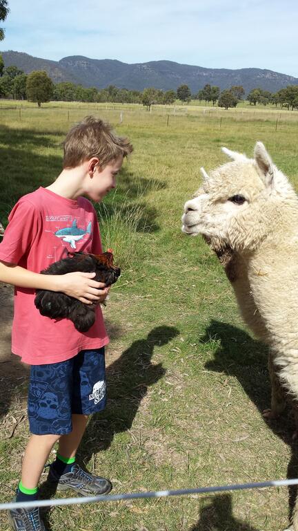 Starline Alpacas Farmstay Resort - Hotel WA 3