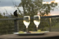 Book Forest Hill Accommodation Vacations Hotel WA Hotel WA