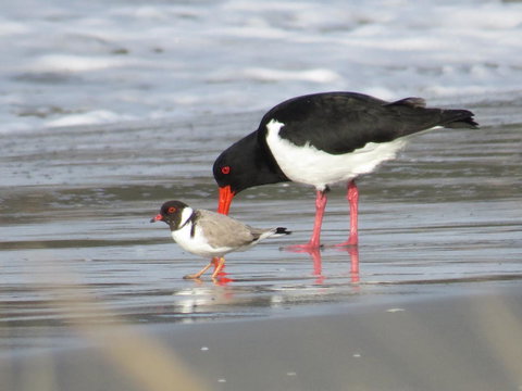 Captain Cook Holiday Park - Hotel WA 17