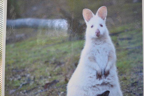 Captain Cook Holiday Park - Hotel WA 22