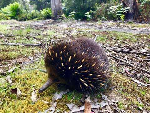 Lemonthyme Wilderness Retreat - Hotel WA 13