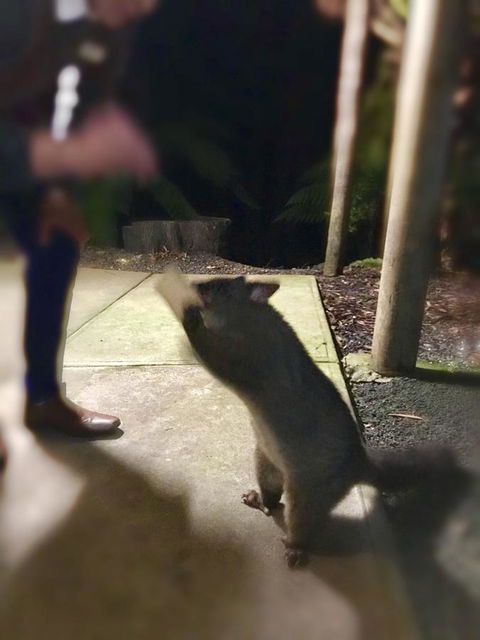 Lemonthyme Wilderness Retreat - Hotel WA 35