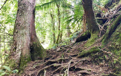 Lemonthyme Wilderness Retreat - Hotel WA 23