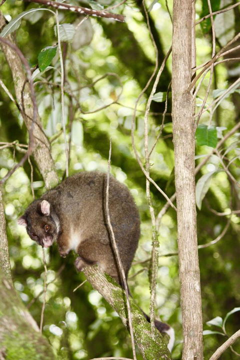 Lemonthyme Wilderness Retreat - Hotel WA 26