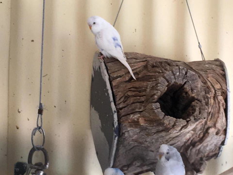 Blue Wren Bungalow - Hotel WA 12