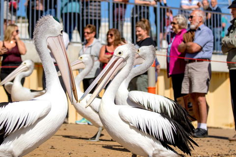 BIG4 Ingenia Holidays Phillip Island - Hotel WA 17